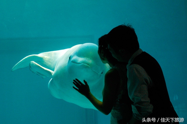 深圳小梅沙海洋世界游乐,深圳小梅沙海洋世界一日游