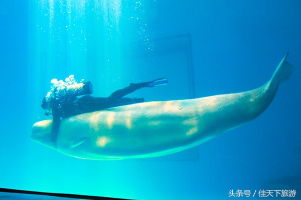 深圳小梅沙海洋世界游乐,深圳小梅沙海洋世界一日游