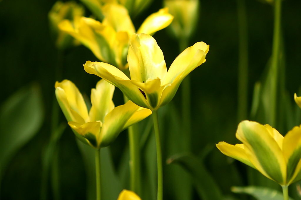 闃冲厜涓嬩簲棰滃叚鑹查儊閲戦鍥剧墖澶у叏,鏂囪壓娓呮柊鐨勯儊閲戦鍥剧墖澶у叏