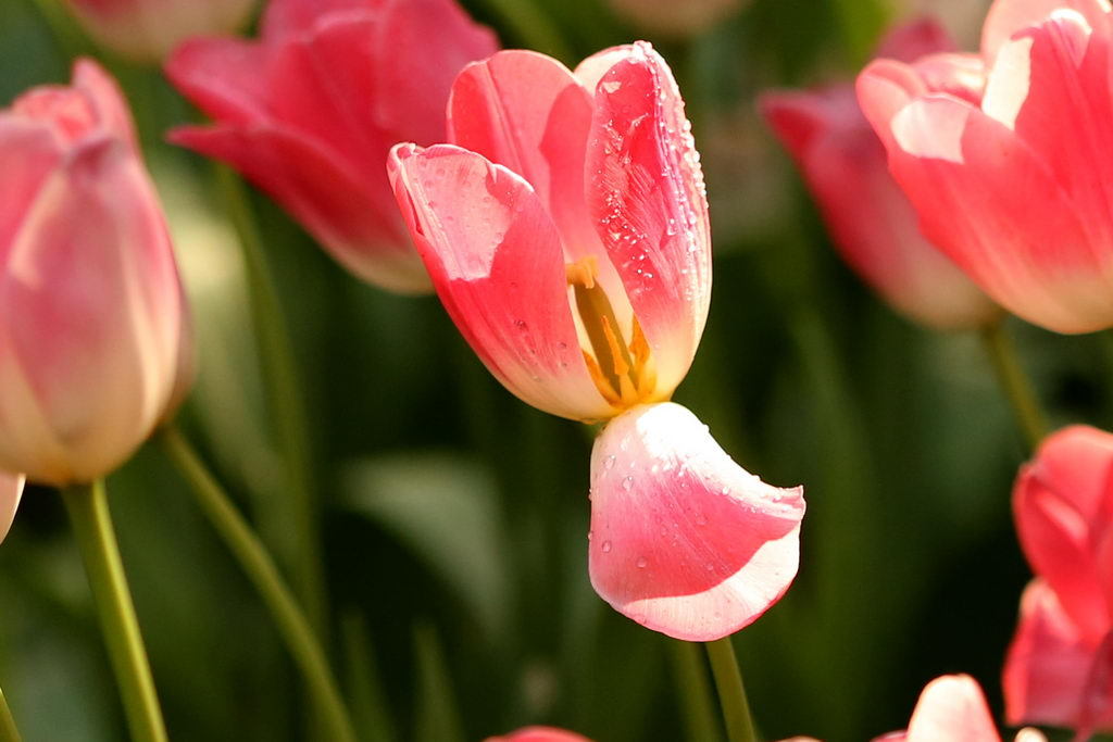 闃冲厜涓嬩簲棰滃叚鑹查儊閲戦鍥剧墖澶у叏,鏂囪壓娓呮柊鐨勯儊閲戦鍥剧墖澶у叏