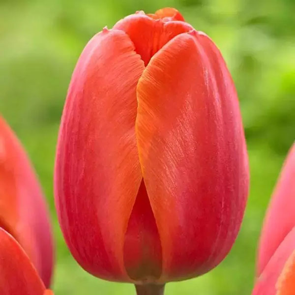 闃冲厜涓嬩簲棰滃叚鑹查儊閲戦鍥剧墖澶у叏,鏂囪壓娓呮柊鐨勯儊閲戦鍥剧墖澶у叏