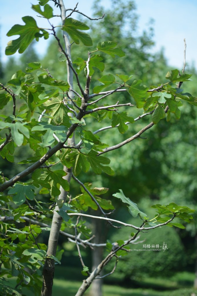 最漂亮的无花果树,高清无花果美图