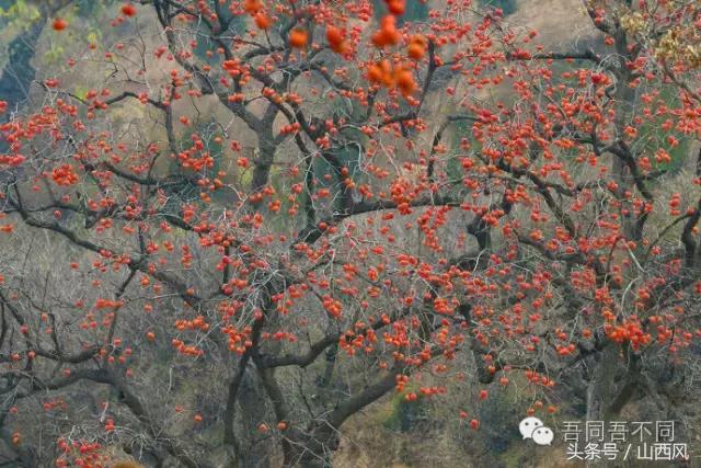 柿子冷落寒风里——稷山游子在深情回望