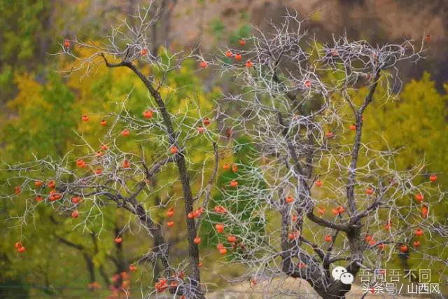 柿子冷落寒风里——稷山游子在深情回望