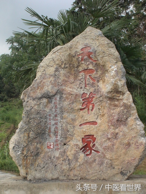 路边有什么草可以降血糖,路边不起眼的小草