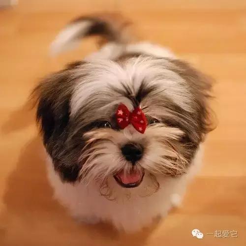 宠知识|狗狗来生理期了?作为家长的你知道吗?