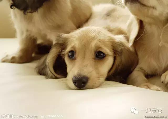 宠知识|狗狗来生理期了?作为家长的你知道吗?