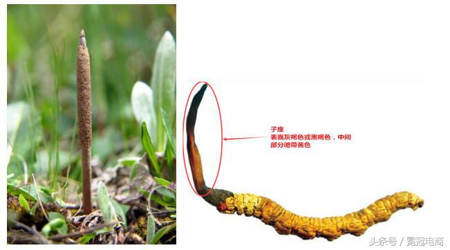 冬虫夏草到底是草还是虫,冬虫夏草是虫还是草