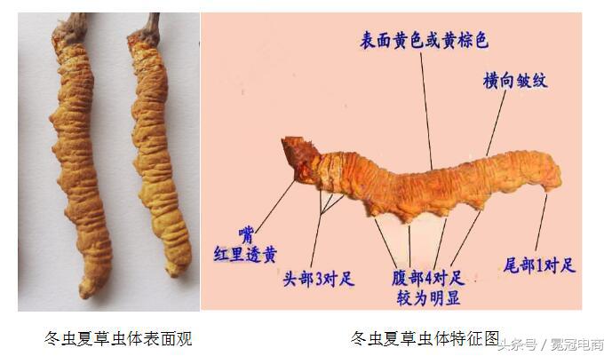冬虫夏草到底是草还是虫,冬虫夏草是虫还是草