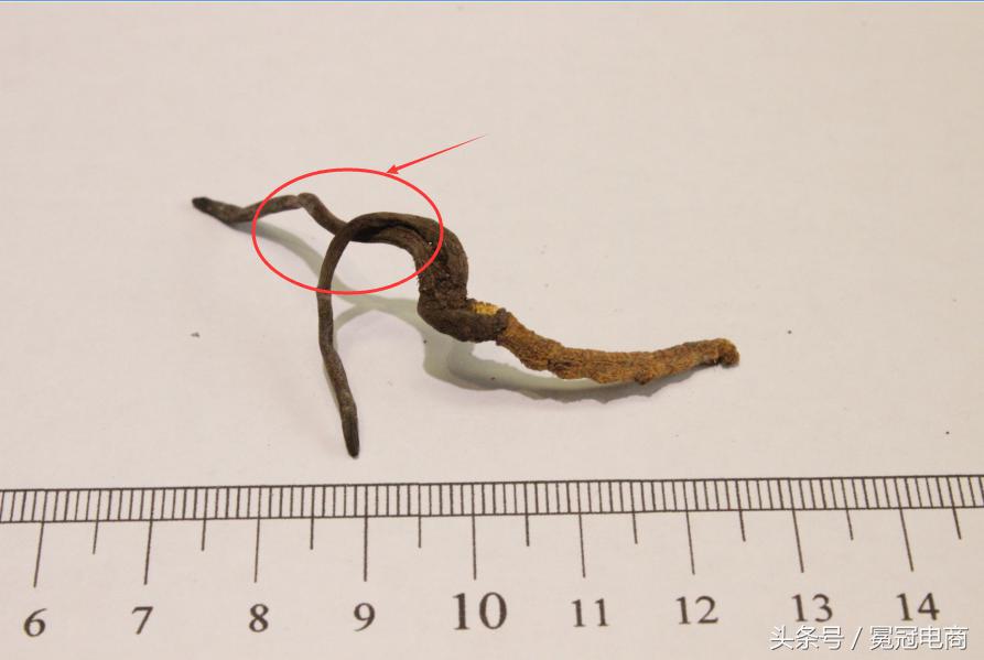 冬虫夏草到底是草还是虫,冬虫夏草是虫还是草