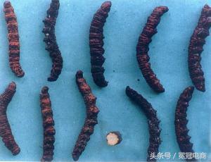 冬虫夏草到底是草还是虫,冬虫夏草是虫还是草