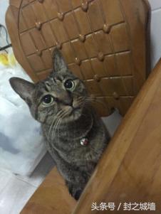 贴心小棉袄屋米的故事（2）——我不承认我无脑过