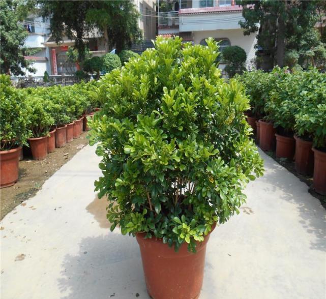 花卉米兰的过冬,养花技巧大全玫瑰花怎么养