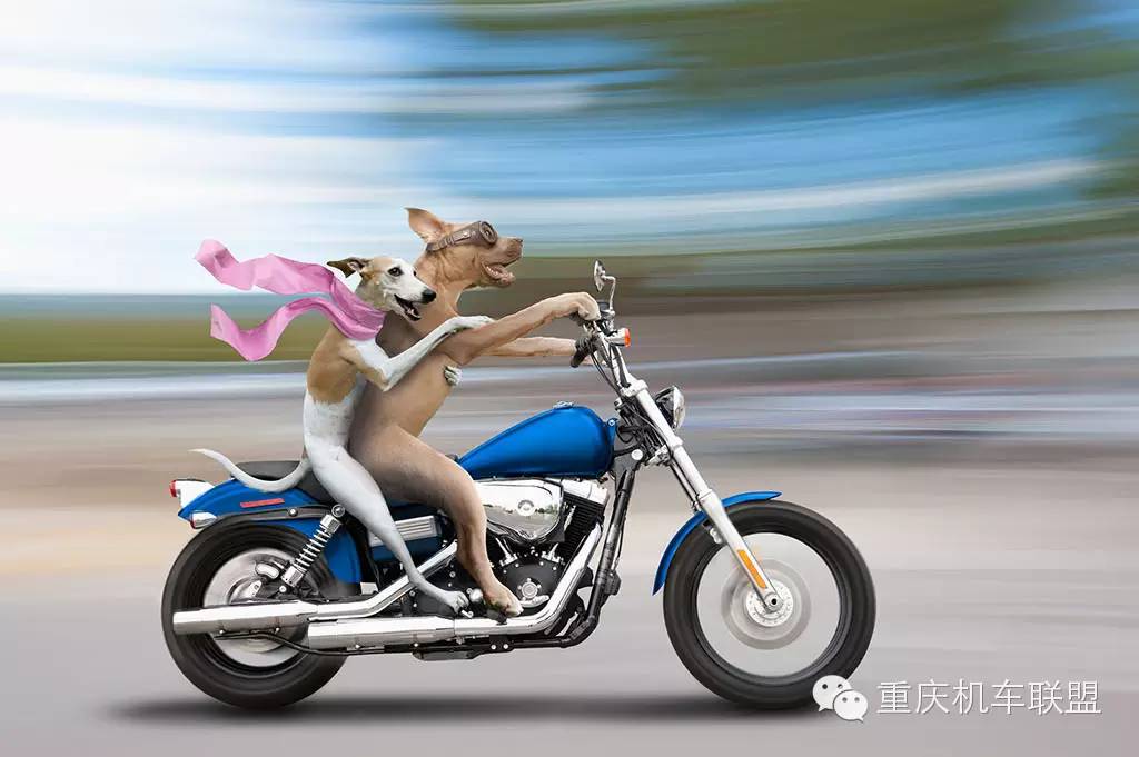 我为什么要骑自行车,我为什么要骑公路车