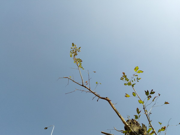 小辣椒x7拆机,小辣椒X7什么样的