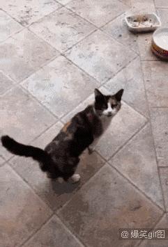 逗逼先僧:完了以后能不能给我舔舔,搞笑gif图片合集6