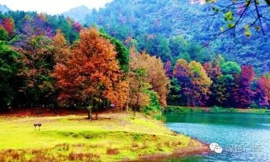 广西德保枫叶什么时候去最好看,2018年德保枫叶最佳观赏期