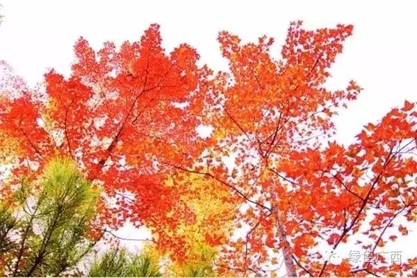 广西德保枫叶什么时候去最好看,2018年德保枫叶最佳观赏期