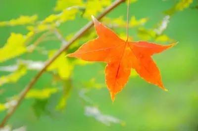 围观“枫”和日丽~来江西赏这一抹红