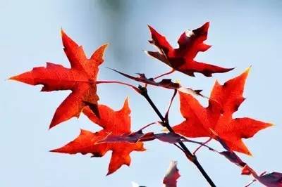 围观“枫”和日丽~来江西赏这一抹红