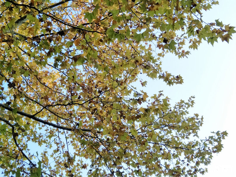 轻便旅行随身拍:带着OPPOR9s记录武汉深度游