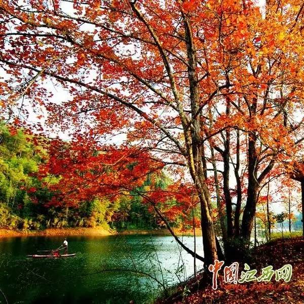 围观“枫”和日丽~来江西赏这一抹红