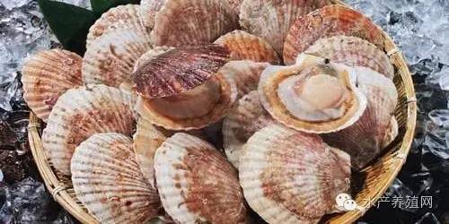 每亩扇贝养殖利润多少合适,长岛扇贝养殖户收入如何