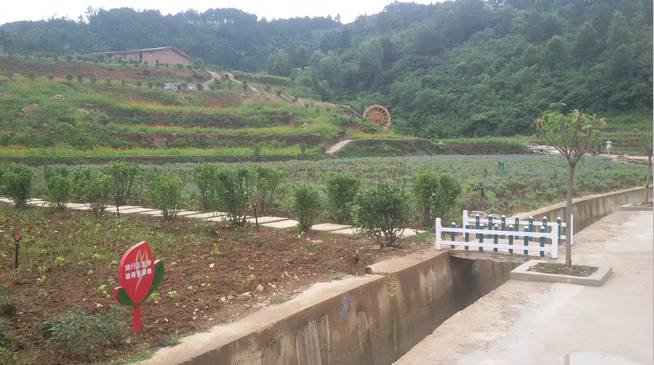 铜仁市万山区大坪乡川硐村,万山区大坪乡川硐村枇杷