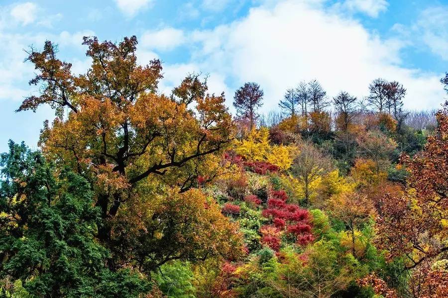 秒杀旅行第二弹|11个爆款脱单地，剁手价￥11诗画浙江任你游！
