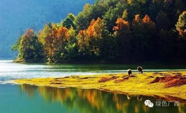 广西德保枫叶什么时候去最好看,2018年德保枫叶最佳观赏期