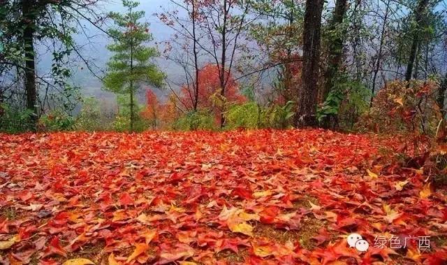 广西德保枫叶什么时候去最好看,2018年德保枫叶最佳观赏期
