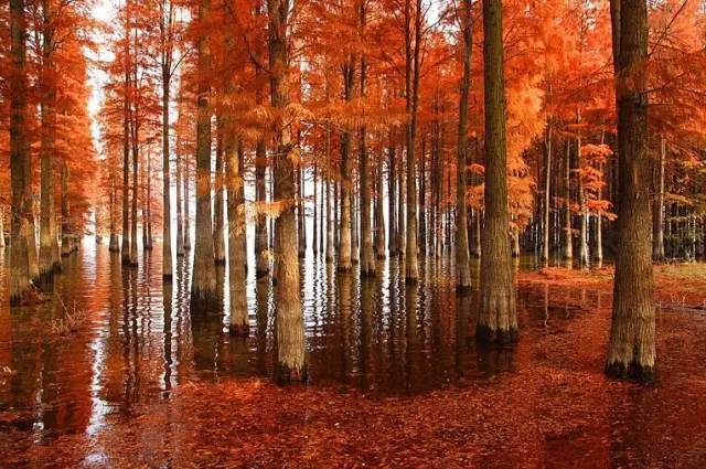 时已立冬，浙些美景再错过就要等明年了！