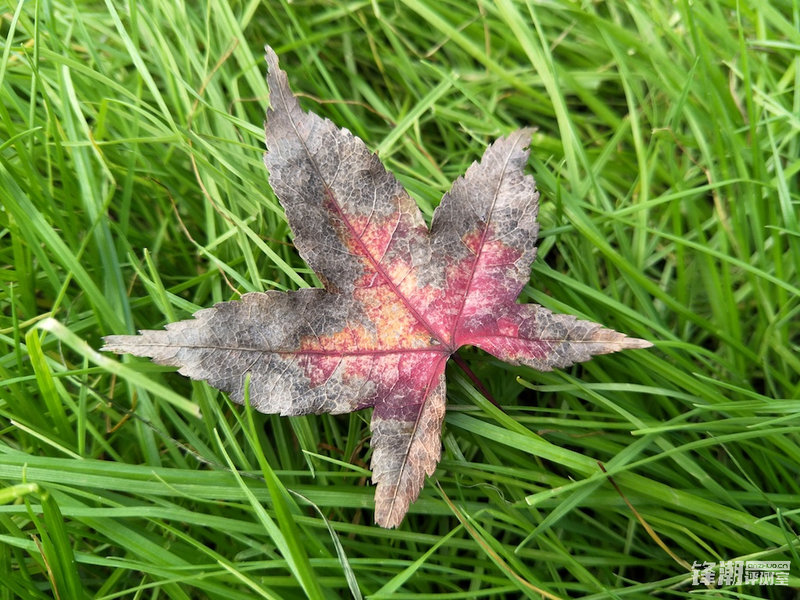 轻便旅行随身拍:带着OPPOR9s记录武汉深度游