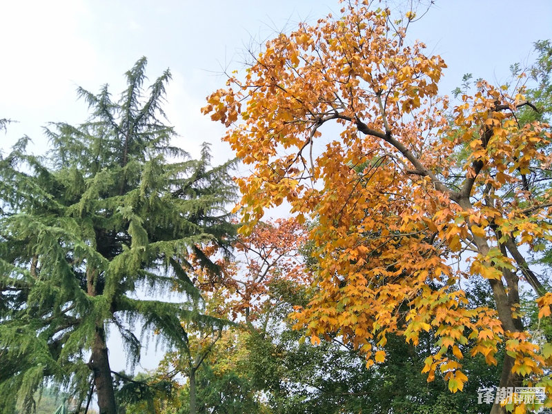 轻便旅行随身拍:带着OPPOR9s记录武汉深度游