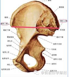 解剖列车学习笔记第二讲,解剖学基础笔记免费