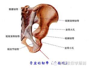 解剖列车学习笔记第二讲,解剖学基础笔记免费