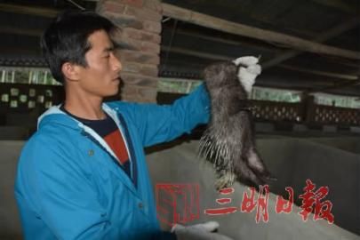 清流:豪猪拱开致富门