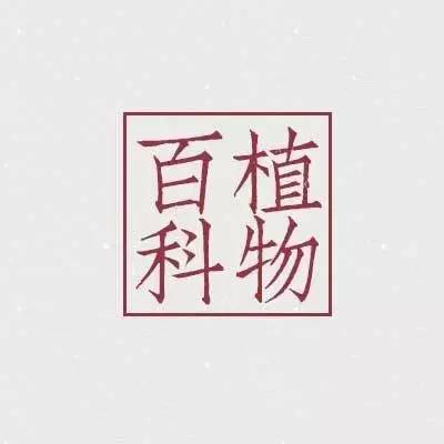 植物百科｜来自远方的祝福