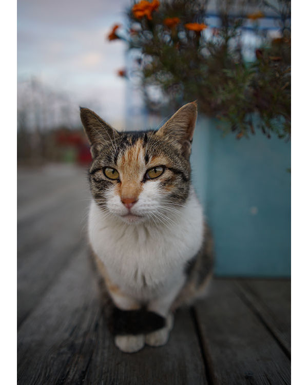 索尼fe24mmf2.8二手,索尼正式发布fe24-70mmf2