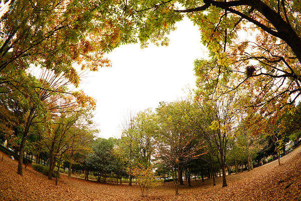 索尼fe24mmf2.8二手,索尼正式发布fe24-70mmf2