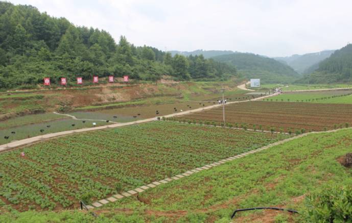 铜仁市万山区大坪乡川硐村,万山区大坪乡川硐村枇杷