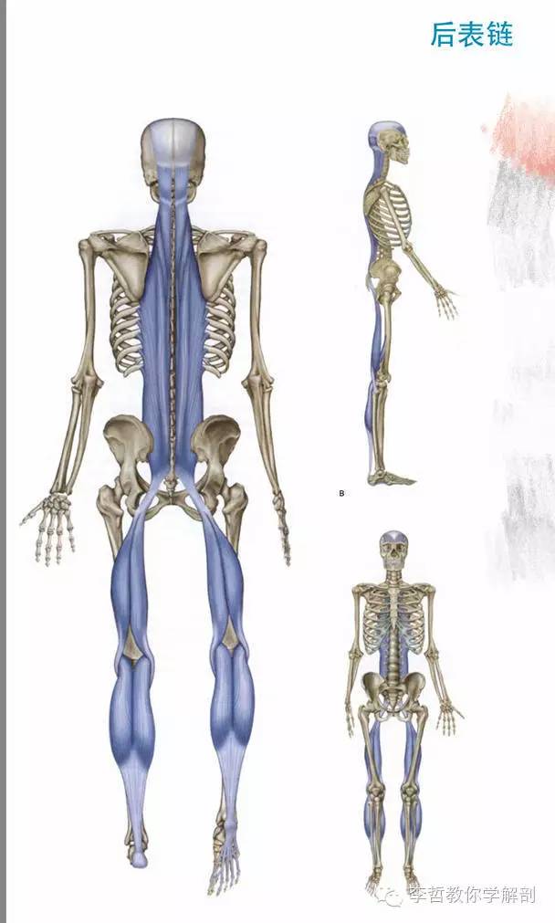 学员精彩笔记（2）|什么是后表线？它到底在人体中扮演怎样的角色