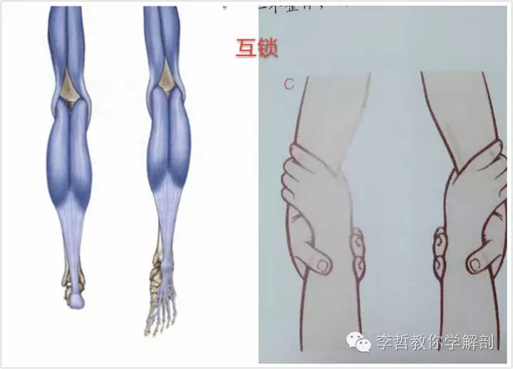 学员精彩笔记（2）|什么是后表线？它到底在人体中扮演怎样的角色