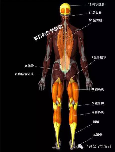 学员精彩笔记（2）|什么是后表线？它到底在人体中扮演怎样的角色