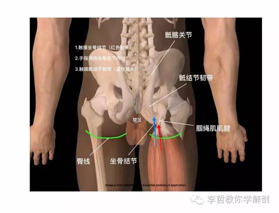 学员精彩笔记（2）|什么是后表线？它到底在人体中扮演怎样的角色