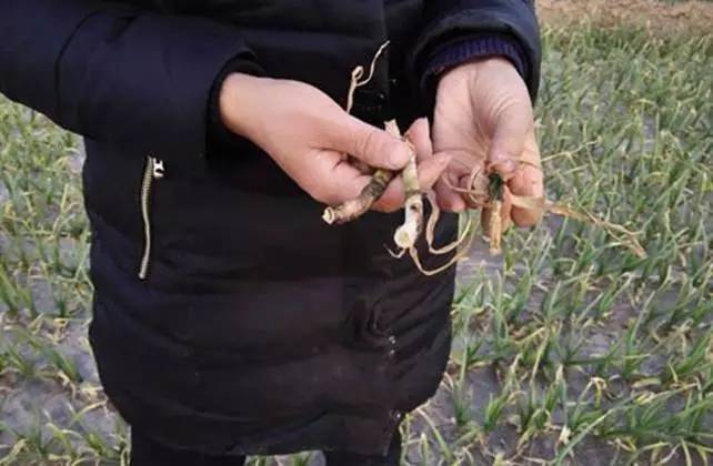 农民请注意：史上最冷冬天来了，大蒜如何更抗冻？