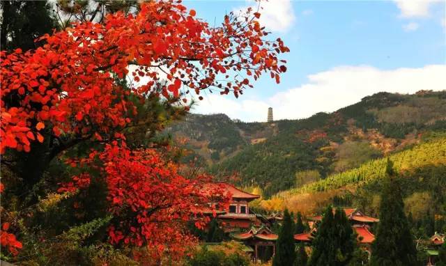 山东烟台龙口南山风景区攻略,烟台南山龙口游记