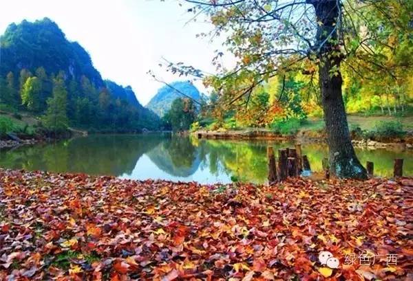 广西德保枫叶什么时候去最好看,2018年德保枫叶最佳观赏期