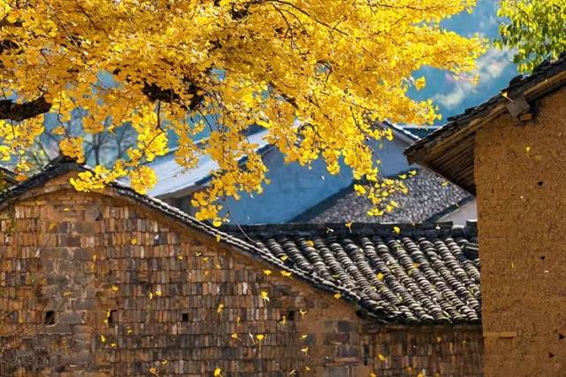 时已立冬，浙些美景再错过就要等明年了！