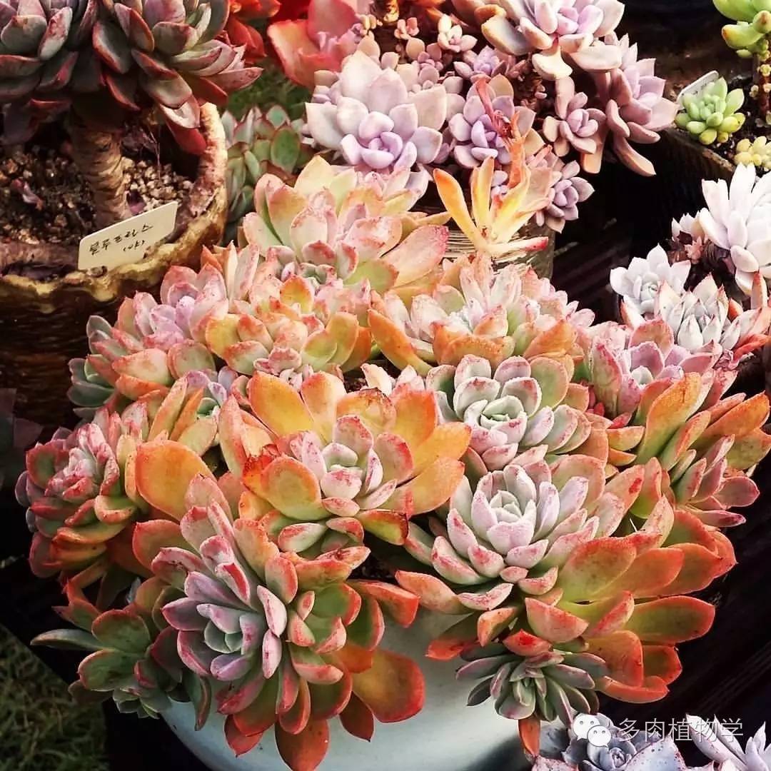 养多肉的男人都有一颗细腻的心,高校男生养多肉